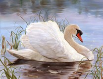 Swan  Fine-Art Print
